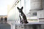 sitting Basenji-French-Bulldog-Mongrel