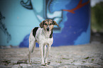standing Bracke-Mongrel