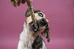 Bracke-Mongrel portrait