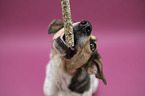 Bracke-Mongrel portrait