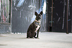 sitting Basenji-French-Bulldog-Mongrel