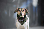 Bracke-Mongrel