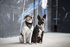 2 Dogs