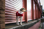 standing Bracke-Mongrel