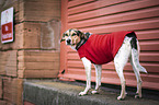 standing Bracke-Mongrel