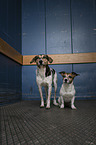 2 Dogs