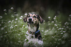 Bracke-Mongrel portrait