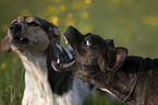 Basenji-French-Bulldog-Mongrel with Bracke-Mongrel