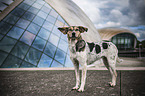 standing Bracke-Mongrel