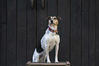 Bracke-Mongrel