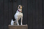 Bracke-Mongrel