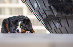 lying Australian-Shepherd-Bernese-Mountain-Dog-Mongrel