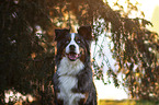 Australian-Shepherd-Bernese-Mountain-Dog-Mongrel portrait