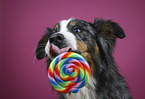 Australian-Shepherd-Bernese-Mountain-Dog-Mongrel portrait