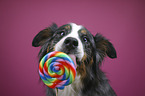 Australian-Shepherd-Bernese-Mountain-Dog-Mongrel portrait