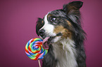 Australian-Shepherd-Bernese-Mountain-Dog-Mongrel portrait
