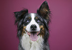 Australian-Shepherd-Bernese-Mountain-Dog-Mongrel portrait