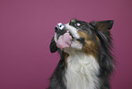 Australian-Shepherd-Bernese-Mountain-Dog-Mongrel portrait