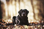 lying Labrador-Retriever-Border-Collie-Mongrel