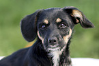Dachshund-Mongrel Puppy portrait