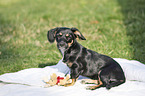 sitting Dachshund-Mongrel Puppy