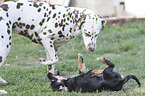 Dachshund-Mongrel Puppy with Dalmatian