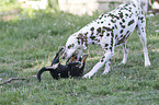 Dachshund-Mongrel Puppy with Dalmatian