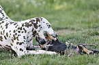 Dachshund-Mongrel Puppy with Dalmatian