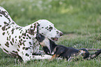 Dachshund-Mongrel Puppy with Dalmatian