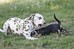 Dachshund-Mongrel Puppy with Dalmatian