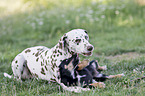 Dachshund-Mongrel Puppy with Dalmatian