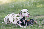 Dachshund-Mongrel Puppy with Dalmatian
