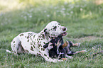 Dachshund-Mongrel Puppy with Dalmatian
