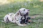 Dachshund-Mongrel Puppy with Dalmatian