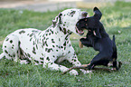 Dachshund-Mongrel Puppy with Dalmatian