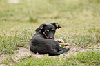 lying Dachshund-Mongrel Puppy