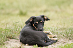 lying Dachshund-Mongrel Puppy