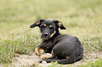 lying Dachshund-Mongrel Puppy