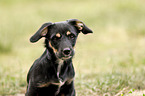 Dachshund-Mongrel Puppy portrait