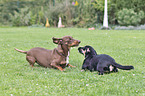 playing 2 Dogs