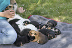 human with Dachshund-Mongrels