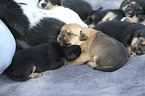 lying Dachshund-Mongrel Puppies