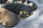 lying Dachshund-Mongrel Puppies