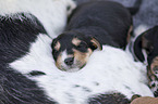 lying Dachshund-Mongrel Puppies