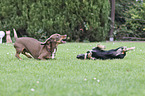 playing 2 Dogs