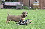 playing 2 Dogs