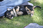 lying Dachshund-Mongrel Puppy