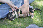 lying Dachshund-Mongrel Puppy