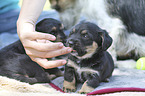 human with Dachshund-Mongrel Puppies