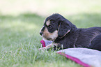 lying Dachshund-Mongrel Puppy